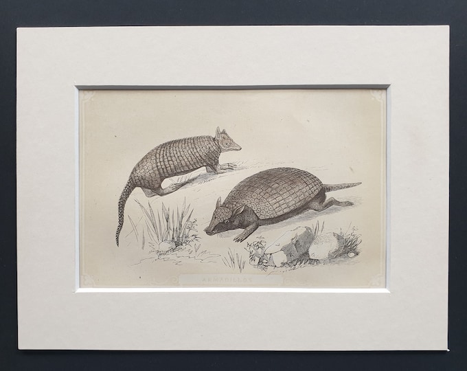 Armadillos - Original 1851 John Tallis woodblock print