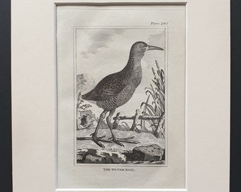The Water Rail -  Original 1812 Buffon print in mount (205)