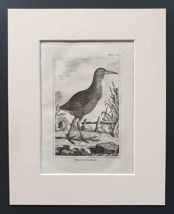 The Water Rail -  Original 1812 Buffon print in mount (205)