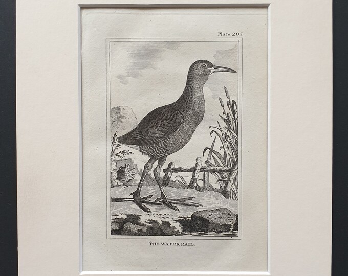 The Water Rail -  Original 1812 Buffon print in mount (205)