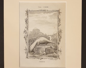 Chinch - Original 1791 Buffon print in mount
