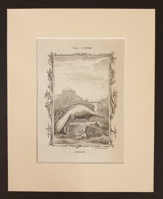 Chinch - Original 1791 Buffon print in mount