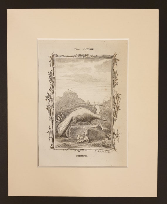 Chinch - Original 1791 Buffon print in mount