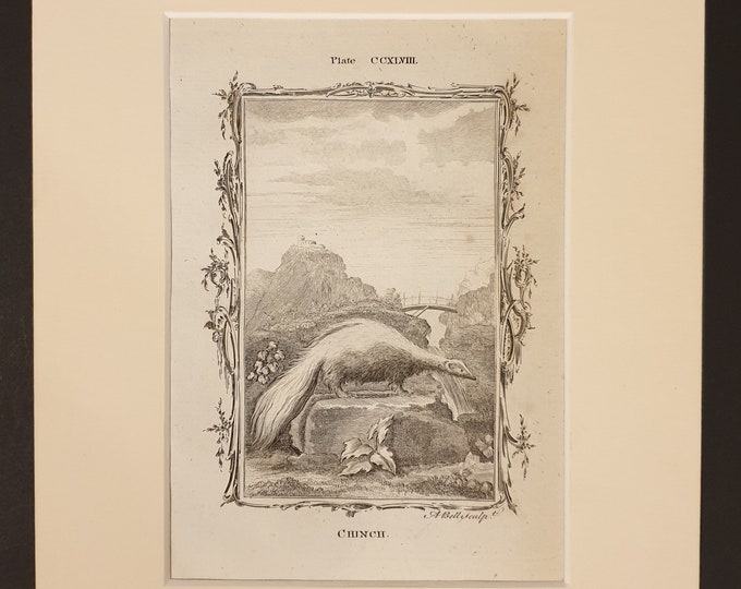 Chinch - Original 1791 Buffon print in mount