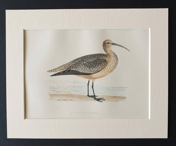 Original 1891 hand coloured bird print in mount - Esquimaux Curlew
