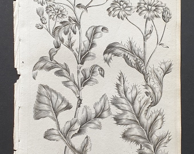 Common and Prickly Sowthistle - Original 1802 Culpeper engraving (157)