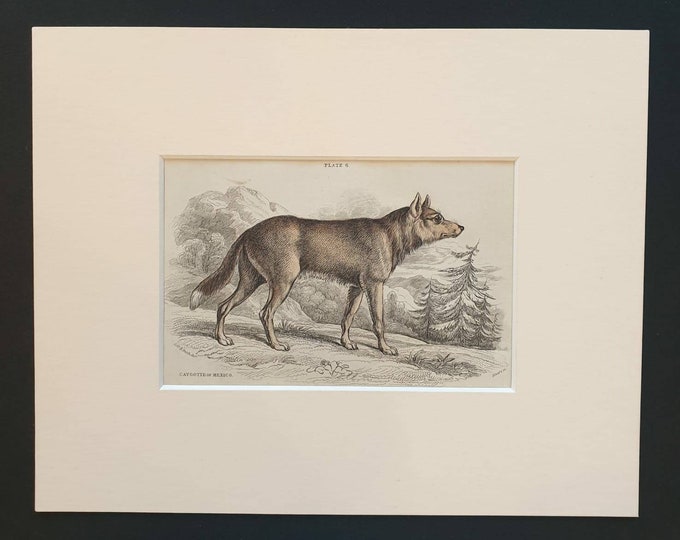 Original 1839 hand coloured mammalia print in mount - Caygotte of Mexico