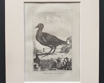 The Common Gallinule -  Original 1812 Buffon print in mount (207)