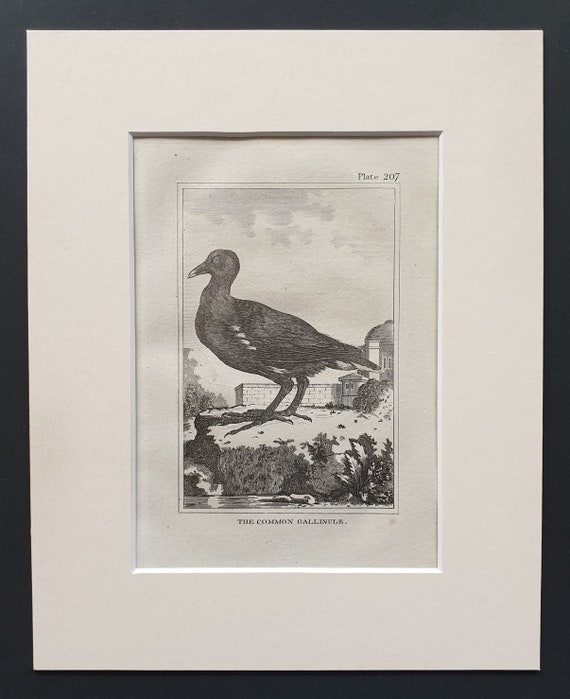 The Common Gallinule -  Original 1812 Buffon print in mount (207)