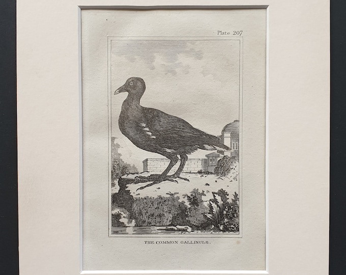 The Common Gallinule -  Original 1812 Buffon print in mount (207)