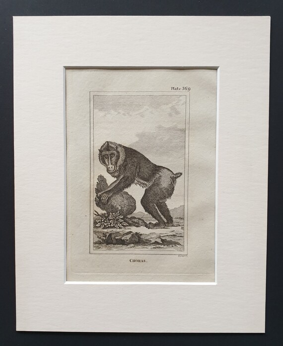 Choras - Original 1812 Buffon print in mount