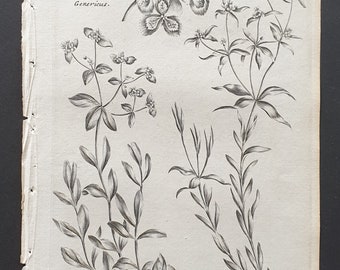 Petty and Dwarf Spurge - Original 1802 Culpeper engraving (142)