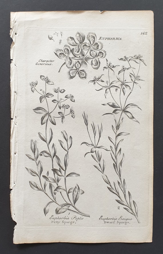 Petty and Dwarf Spurge - Original 1802 Culpeper engraving (142)