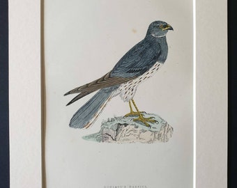 Montagu's Harrier - Original 1891 hand coloured bird print in mount