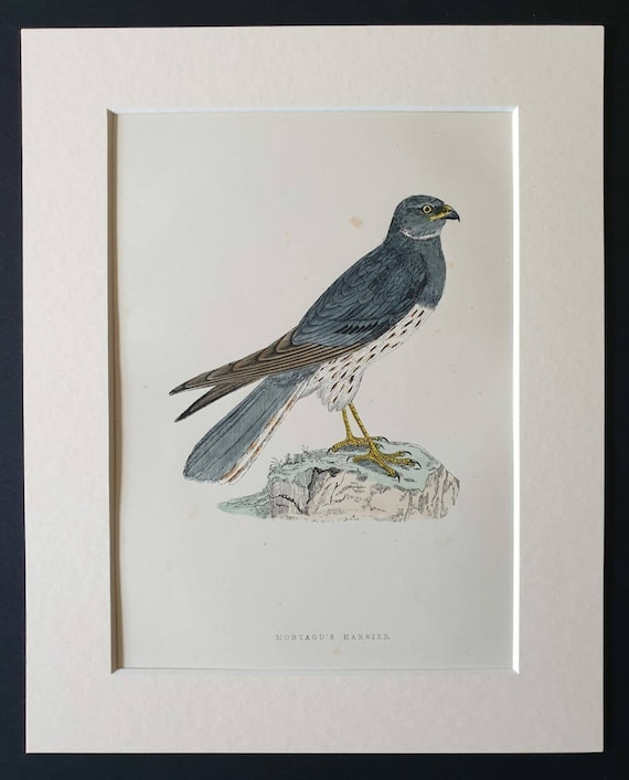 Original 1891 hand coloured bird print in mount - Montagu's Harrier