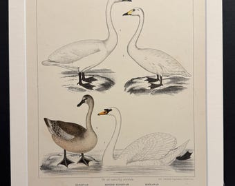 Birds - Plate 53 - Original 1898 Antique Print