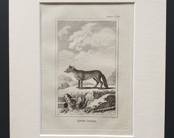 Little Jackal - Original 1812 Buffon print in mount