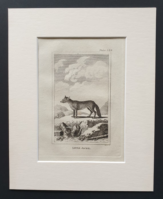 Little Jackal - Original 1812 Buffon print in mount
