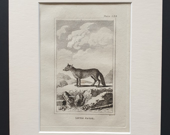 Little Jackal - Original 1812 Buffon print in mount