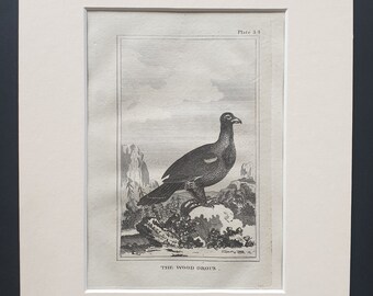 The Wood Grous - Original 1812 Buffon print in mount (34)
