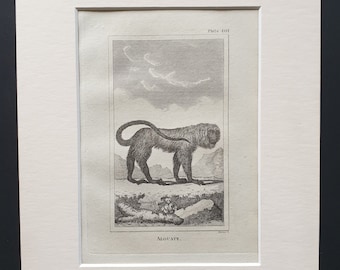 Alouate - Original 1812 Buffon print in mount