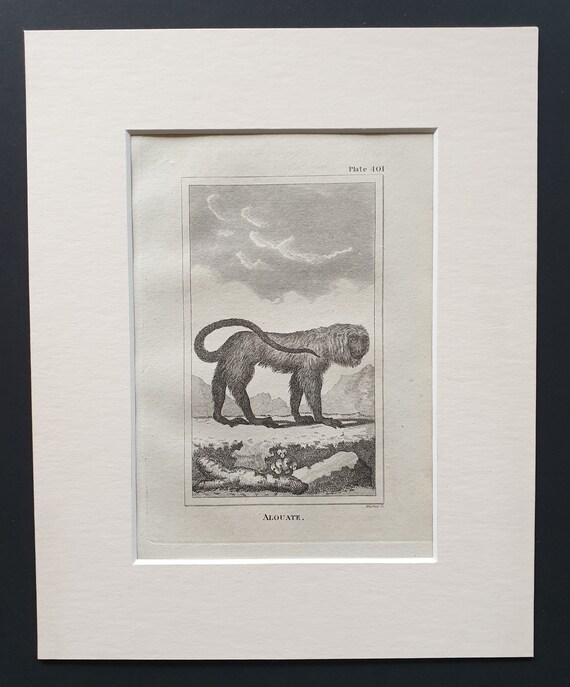 Alouate - Original 1812 Buffon print in mount