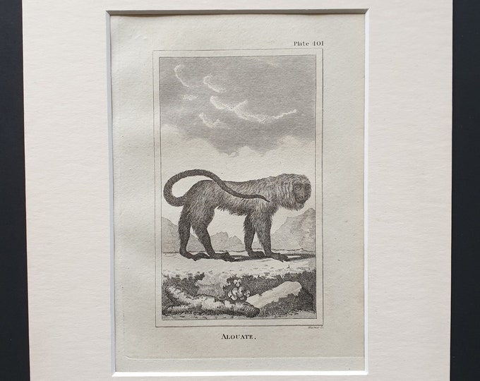 Alouate - Original 1812 Buffon print in mount