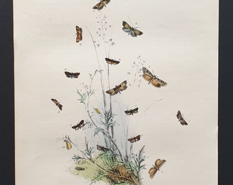 The Pale Downy Horned Moth and others - Original hand coloured 1860 print