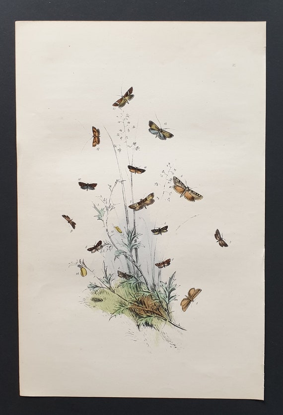 The Pale Downy Horned Moth and others - Original hand coloured 1860 print