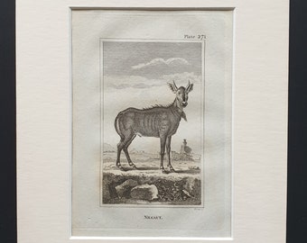 Nilgaut - Original 1812 Buffon print in mount