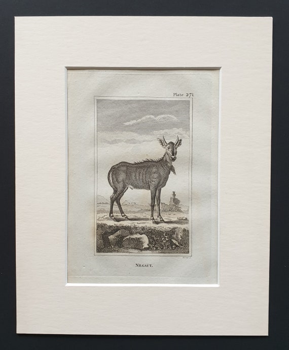 Nilgaut - Original 1812 Buffon print in mount