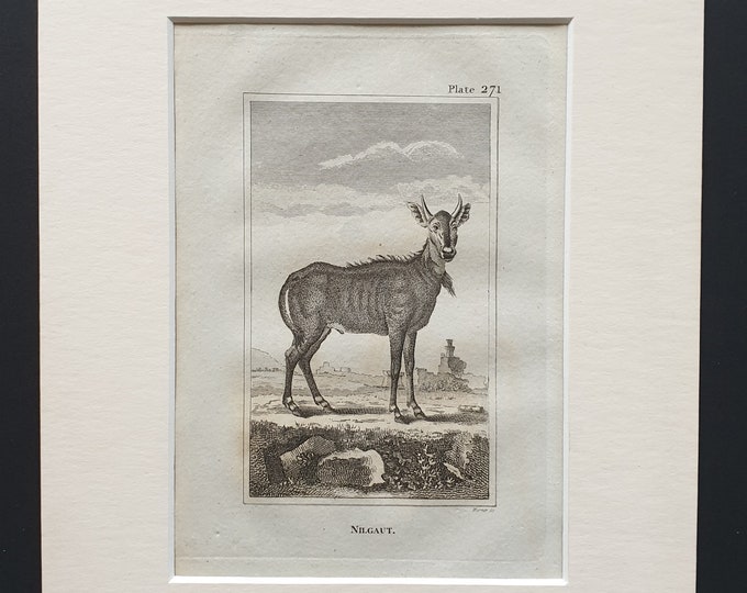 Nilgaut - Original 1812 Buffon print in mount
