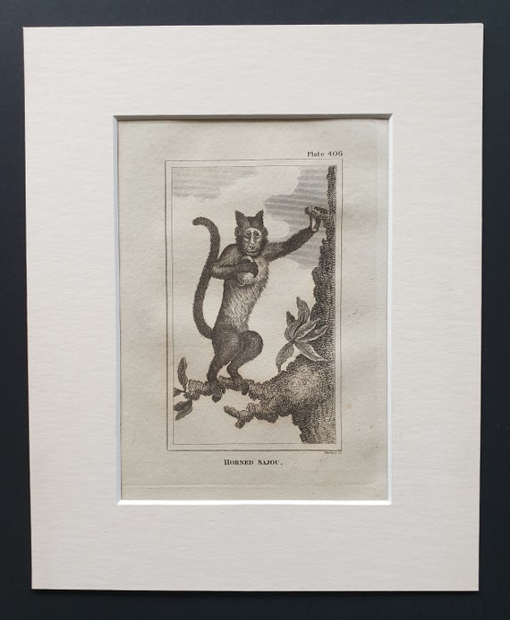 Horned Sajou - Original 1812 Buffon print in mount