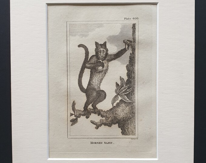 Horned Sajou - Original 1812 Buffon print in mount