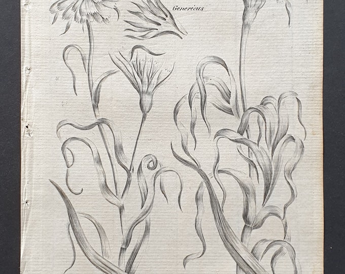 Yellow and Purple Goatsbeard - Original 1802 Culpeper engraving (70)