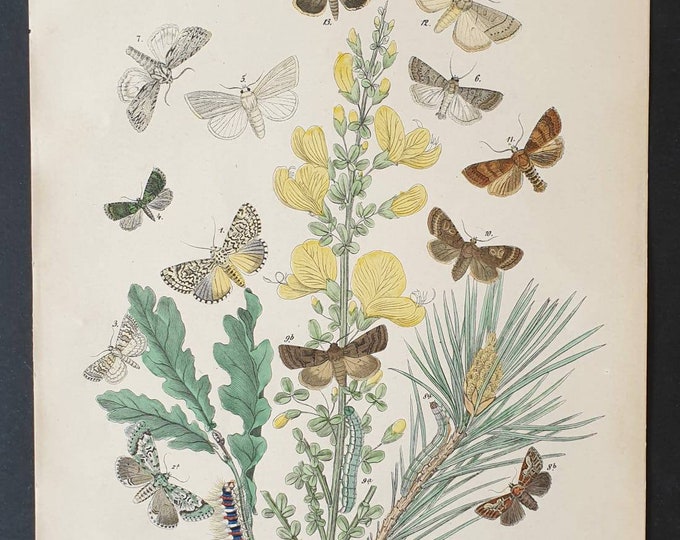 Original 1898 hand coloured Butterflies and Moths print