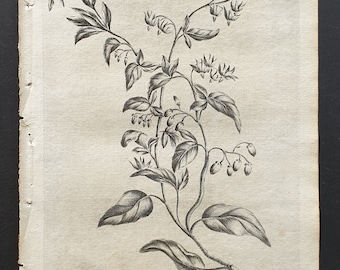 Bittersweet - Original 1802 Culpeper engraving (17)