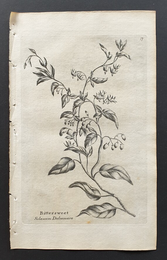 Bittersweet - Original 1802 Culpeper engraving (17)