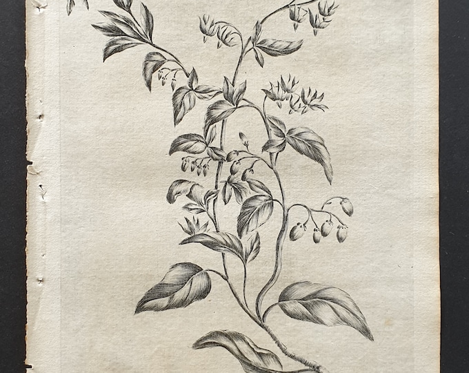 Bittersweet - Original 1802 Culpeper engraving (17)