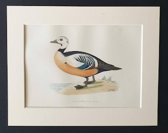 Steller's Eider Duck - Original 1891 hand coloured bird print in mount