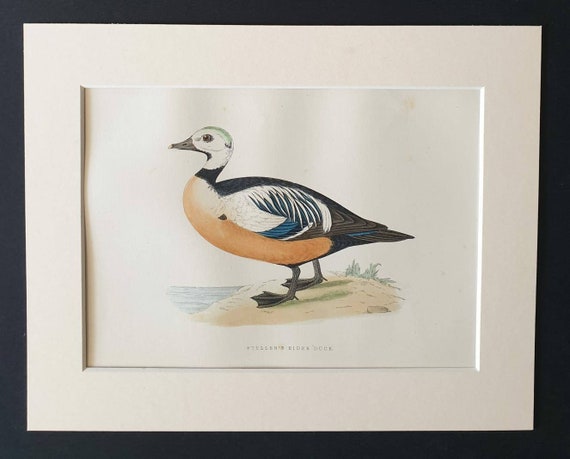 Original 1891 hand coloured bird print in mount - Steller's Eider Duck