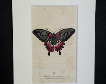 The Deiphobus Butterfly - Original 1832 Hand Coloured Antique Print