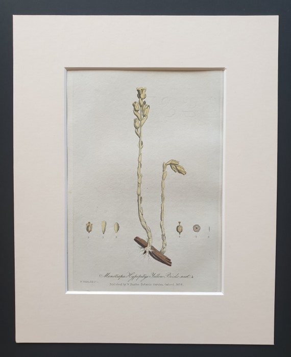 Yellow Bird Nest - Original 1839 hand coloured flower print in mount