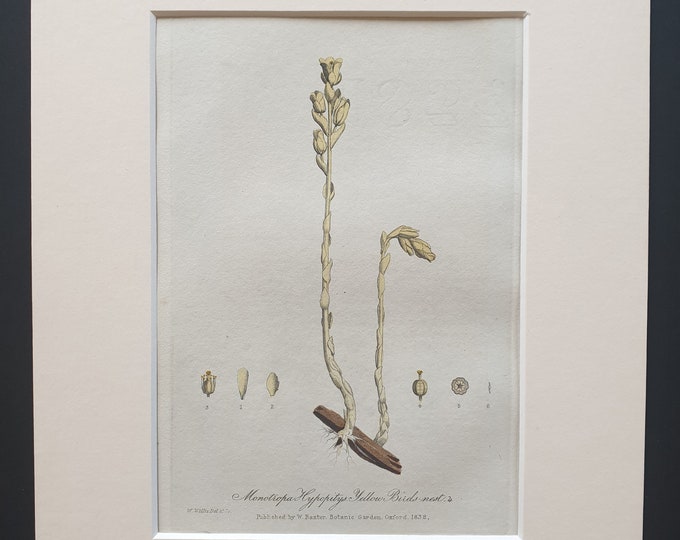Yellow Bird Nest - Original 1839 hand coloured flower print in mount