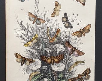 Sallow Moths and others - Original hand coloured 1860 print