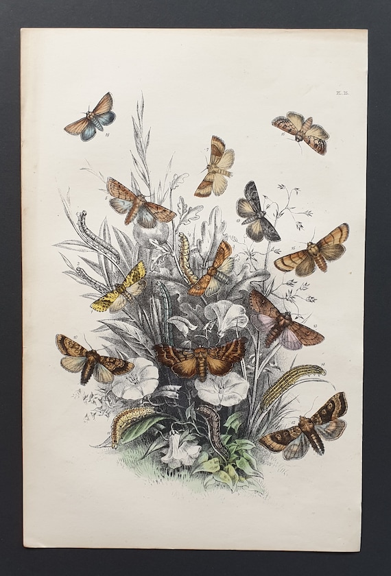 Sallow Moths and others - Original hand coloured 1860 print