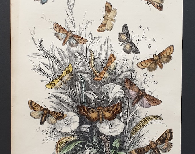 Sallow Moths and others - Original hand coloured 1860 print