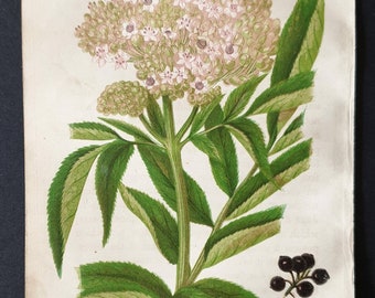 Dwarf Elder - Original 1857 poisonous plant print