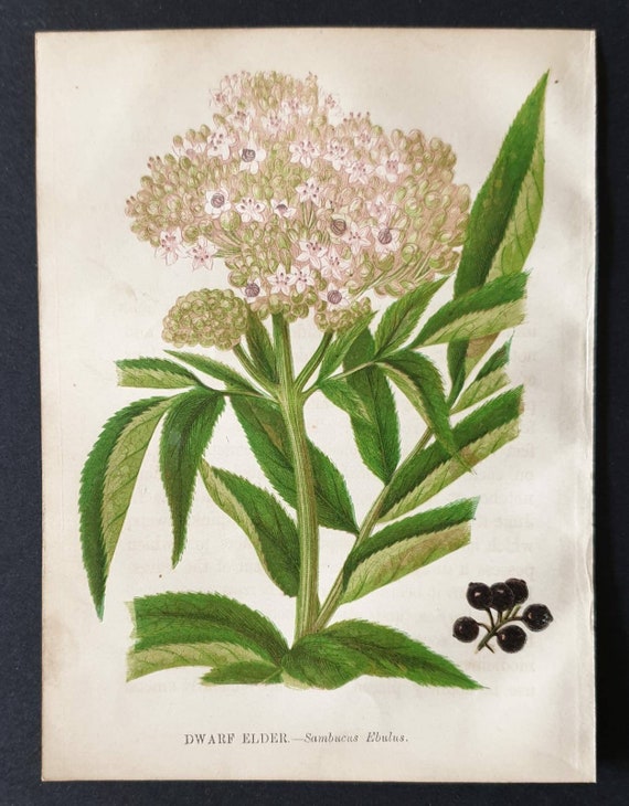 Original 1857 poisonous plant print - Dwarf Elder