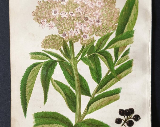 Original 1857 poisonous plant print - Dwarf Elder